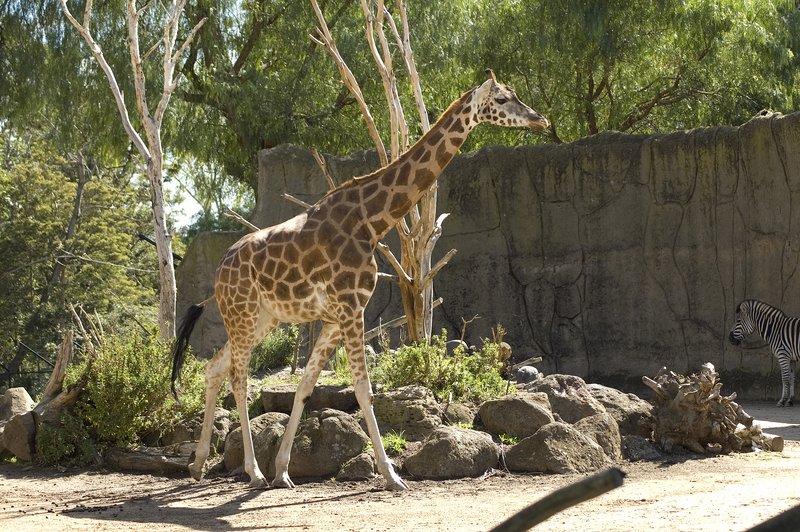 zoo_66 [800x600].jpg